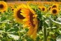 Field of sunflowers under bright sun Royalty Free Stock Photo